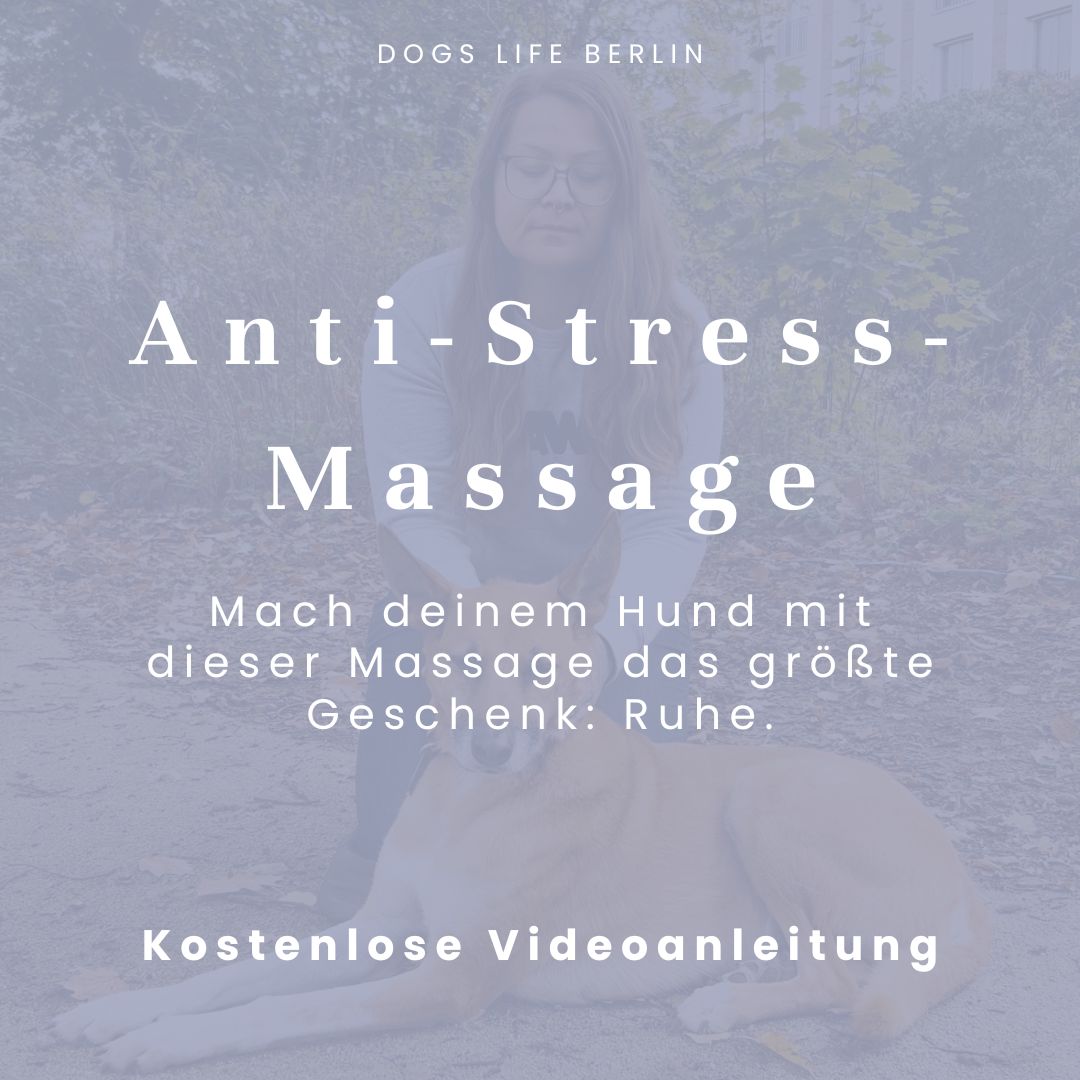 Anti-Stress-Massage Hundeschule Angebot